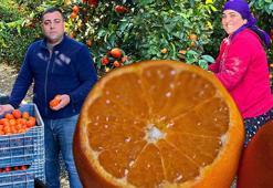 Adana'da yetişiyor ama dünyaya satılıyor! Avrupalılar tadına doyamıyor: İçinde limondan 10 kat fazla C vitamini var