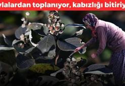 Akdeniz'den ülkeye yayılıyor! Bağırsakları motor gibi çalıştırıyor, hazımsızlığı bitiriyor