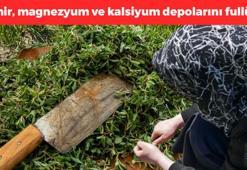 Yol kenarlarından şifa fışkırıyor! Kilosu 80 lira: Demir, magnezyum ve kalsiyum depolarını fullüyor, kabızlığı bitiriyor