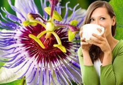 Mışıl mışıl uyutuyor! Bardak bardak içince kaygıyı azaltıp sakinleştiriyor: Bu bitkinin kökleri uyku ilacından bile etkiliymiş