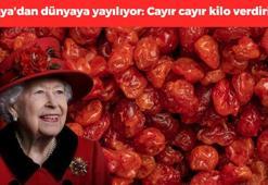 Kraliçe de ondan yiyordu! Konya'dan dünyaya yayılıyor: Yiyen cayır cayır kilo veriyor