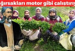 Türkiye'de kendiliğinden yetişiyor, İbn-i Sina'nın da favorisi! Bağırsakları motor gibi çalıştırıyor, A, E ve C vitamini deposu