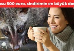 Dünyanın en pahalı kahveleri arasında yer alıyor, kilosu 500 Euro'dan satılıyor! İçen cayır cayır kilo veriyor