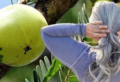 Beyaz saçları 2 haftada özüne döndüren karışım! Bardak bardak içince kalıcı olarak beyaz saçları yok ediyor