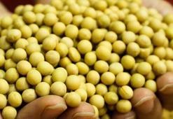 Kalsiyum depolarını tıka basa dolduruyor! Vücudu dipçik gibi yapan besin: 1 kaşığı kemikleri çelik gibi yapıyor