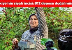 Türkiye'nin siyah incisi: Kilosu 300 TL'den satılıyor! B12 zengini, doğal müshil olarak biliniyor