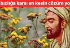 Kabızlığın kesin çözümüymüş: İbn-i Sina yüzlerce yıl önce önermiş! Cildi onarıp ağrıları anında kesiyor!