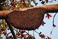 Lenfoma ve diğer kanserlerden koruyor! Çocuğunuza her gün muhakkak 1 kaşık yedirin: Arının sütünden elde ediliyor