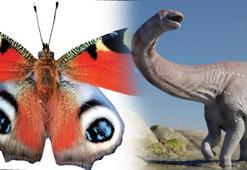 Kelebekler dinozorlardan dirençli çıktı