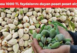 Mersin'de yılın ilk hasadı başladı! Kilosu 1000 TL'den satılıyor: Damarları genişletip metabolizma hızını yüzde 100'e çıkartıyor!