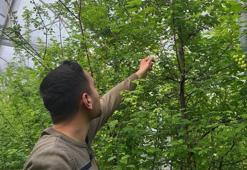Arap şeyhlerinin gözdesi! Kilosu çeyrek altınla yarışıyor