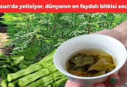 Dünyanın en faydalı bitkisi! Giresun'da da yetiştiriliyor: Çayını yapıp bardak bardak içince bağırsakları motor gibi yapıyor, kolesterolü tarihe gömüyor!
