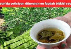 Giresun'da yetişiyor! Bardak bardak içenin vücudunda iltihap bırakmıyor