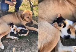 Anneleri olmayan 3 yavru kedi hamile olan köpeğin sütünü içerek büyüdü