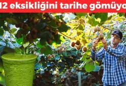 B12 eksikliğini tarihe gömüyor! Folat, potasyum, lif ne ararsan onda: Sindirimi düzenleyip vücutta doping etkisi yaratıyor