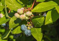 Karadeniz'de yetişiyor! Kolesterolü, şekeri dengeliyor: Avuç avuç yiyen hastalanmaz