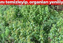 Türkiye'de kendi kendine yetişiyor, Orduluların favorisi! Kanı temizleyip kalp damarlarını koruyor: Vücudu anında dipçik gibi yapan mucize bitki!