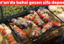 Kur'an'da da bahsi geçiyor: Mardin'de şelongo adıyla biliniyor! Kabızlığı bitiriyor, A ve C vitamini zengini