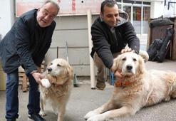 Doktora havlayan köpek sahibine 700 bin TL'ye mal oldu