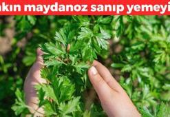 Sakın maydanoz sanıp yemeyin! Masum görünüşüne aldanıyoruz ama etkisi zehirden beter: Sokrates'i canından eden de oymuş!