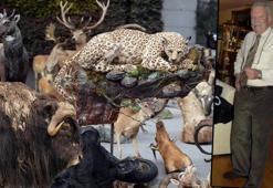 Yaban hayatını kurutmuş! Son Anadolu Kaplanı'nı da o vurdu