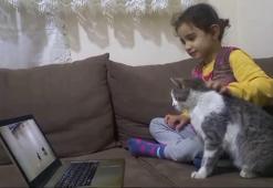 Kars'ta çizgi film ve oyun bağımlısı kedi tablet başından ayrılmıyor