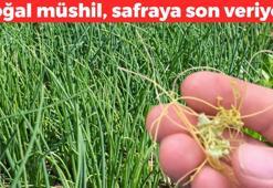 Mardin'in her derde deva şifa kaynağı: Doğal müshil olarak biliniyor, gaza ve safraya anında son veriyor! Karaciğerin en iyi dostu oymuş