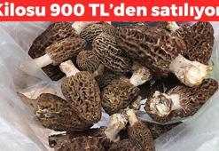 Fiyatı altınla yarışıyor! Kilosu 900 TL'den satılıyor, dağda bedavaya toplanıyor! Karaciğeri ve kalbi koruyor, damar tıkanıklığı riskini sıfırlıyor!