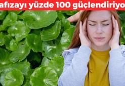 Hintlilerin göz bebeği: Hafızayı yüzde 100 güçlendiriyor! Alzheimer riskini sıfırlıyor, beyni fişek gibi yapıyor!