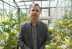 'Kuraklık stresine dayanıklı' domatesler geliyor