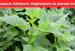 Ispanağın kardeşiymiş! Kandaki mikropları anında öldürüp vücuda demir yüklüyor! Potasyum, magnezyum, kalsiyum ne ararsan onda!