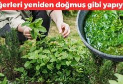 Ege'den tüm dünyaya yayılıyor! Haftada 3 kez yiyince kolesterolü damardan kazıyıp ciğerleri yeniden doğmuş gibi yapıyor!