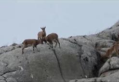 Erzurum Ölbe Vadisi'nde dağ keçileri kayalıklarda görüntülendi