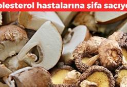 Ordu'dan dünyaya yayılıyor: Tadı etten bile güzel! Protein, demir ve B vitamini zengini, kolesterol hastalarına şifa saçıyor!