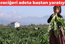 İzmir birinci sırada! Pazarda tanesi 20 TL'den satılıyor: Karaciğeri adeta baştan yaratıyor! Ölüm hariç her derde devaymış