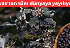 Sivas'tan dünyaya yayılıyor: Avuç avuç yiyen bir daha hastalanmıyor! Doğal grip ilacı, Kandaki şekeri düşürüp, beyaz akıntıya da son veriyor!