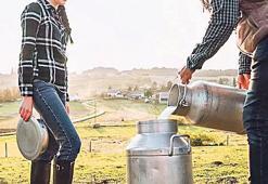 Sütte kuş gribi çıktı