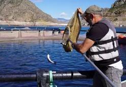 800 bin TL hibe desteği ile iş kurdu! Yurt dışına ihraç ediyor