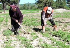 Denizli'den dünyaya yayılıyor! Bardak bardak içince organlardaki iltihabı söküp atıyor, kolesterolü düşürüyor