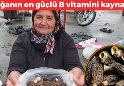 Dağlarda kendi kendine yetişen mucize! Doğanın en güçlü B vitamini kaynağı, Kilosu 1300 TL: Kolesterolü dengeleyip yaşlanmayı geciktiriyor!