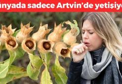 Dünyada sadece Artvin'de yetişiyor, deliotu olarak da biliniyor! Ağrı kesicileri çöpe attırıp idrarı anında söktürüyor! Astım ve bronşiti bitiren de oymuş
