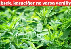 Türkiye'de yetişiyor ama kıymeti bilinmiyor: Böbrek, karaciğer ne varsa yeniliyor, vücuda tek seferde bir milyon vitamin yüklüyor! Kabızlığı bitirip şekeri dengeleyen de oymuş