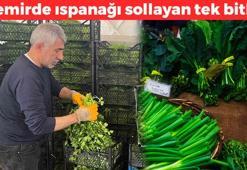 Demirde ıspanağı sollayan tek bitki! Demeti 30 TL: Kan şekerini dengeleyip kabızlığı tarihe gömüyor! Dünyanın en güçlü antioksidanı