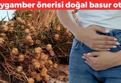 Peygamber Efendimizin hadisinde geçiyor, doğal basur otu! Sabah akşam balla karıştırıp bir kaşık yemek yetiyor, öksürüğü de bıçak gibi kesiyor!