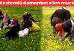 Hakkari'de kadınların el emeğiyle toplanıyor! Kolesterolü damardan silip bağışıklığı kuvvetlendiriyor! Yemeğe katıp kaşık kaşık yiyince vücudu dipçik gibi yapıyor