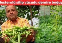 Pazarda kapış kapış satılmaya başlandı! Kilosu 50 TL: Kolesterol seviyelerini anında düşürüp vücudu demire boğuyor!