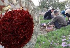 Türkiye'de gramı 200 liradan satılıyor! Dünyanın en pahalı baharatı: Damarlardaki iltihabı söküyor, kalp krizi riskini azaltıyor