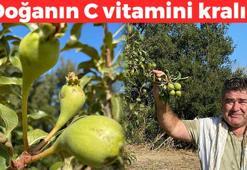 Kilosu 50 TL'den satılıyor: Kolesterolü damardan kazıyıp kan basıncını dengeliyor, doğanın C vitamini kralı olarak da biliniyor!