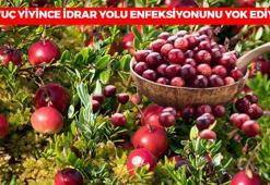 Karadeniz'de kendiliğinden yetişiyor: 1 avuç yiyince idrar yolu enfeksiyonunu anında temizliyor