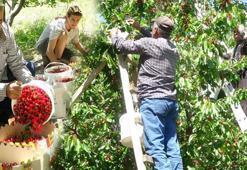 Mersin'de yetişiyor ama Ruslar kapış kapış alıyor! Pazarda kilosu 70 TL'yi buldu: Kabızlığı bitirip bağırsakları motor gibi çalıştırıyor